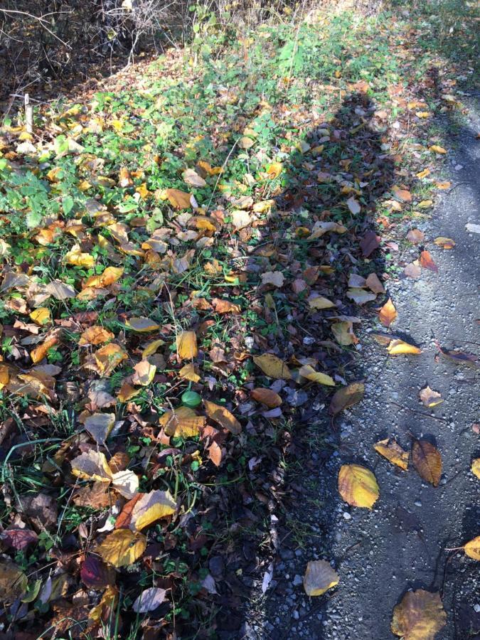 Linda Lägenhet Goslar Exteriör bild